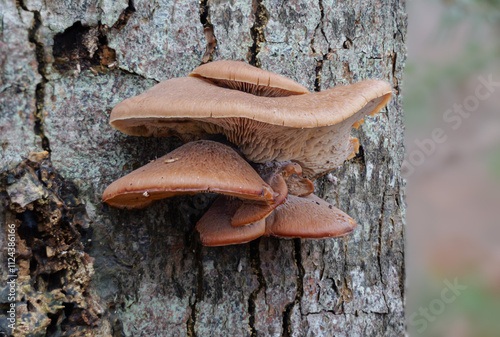 Geschichteter Zähling  (LENTINELLUS URSINUS)