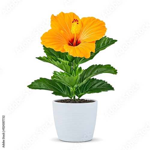 Wallpaper Mural Orange Hibiscus in White Pot  Torontodigital.ca