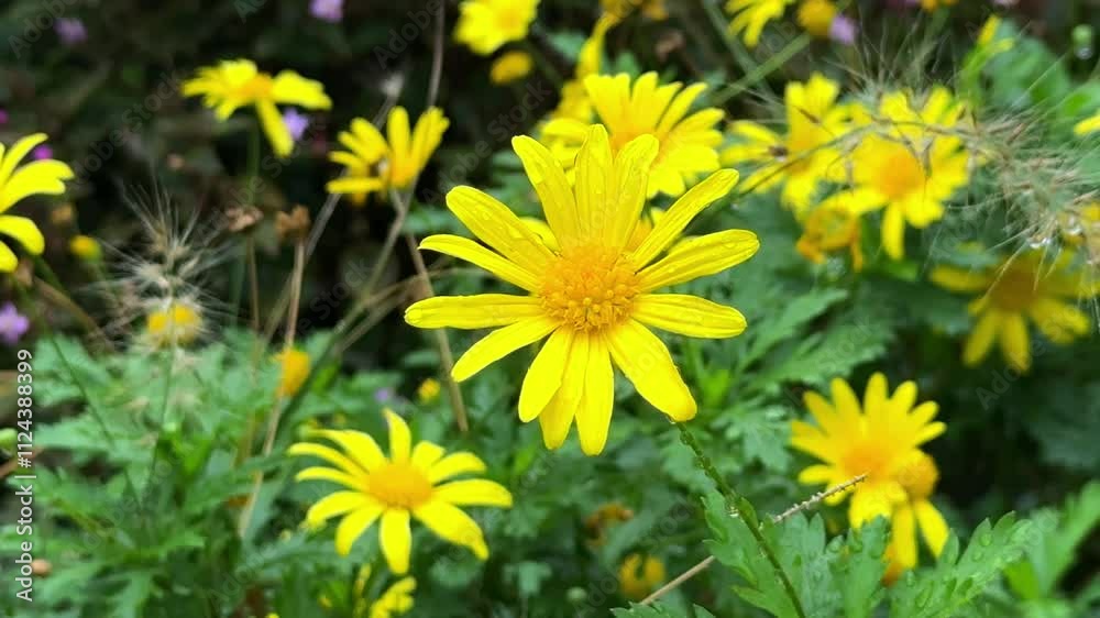Yellow daisies blooming vibrantly in a lush garden setting with soft green foliage backdrop Yellow daisies blooming vibrantly in a lush garden setting with soft green foliage backdrop
