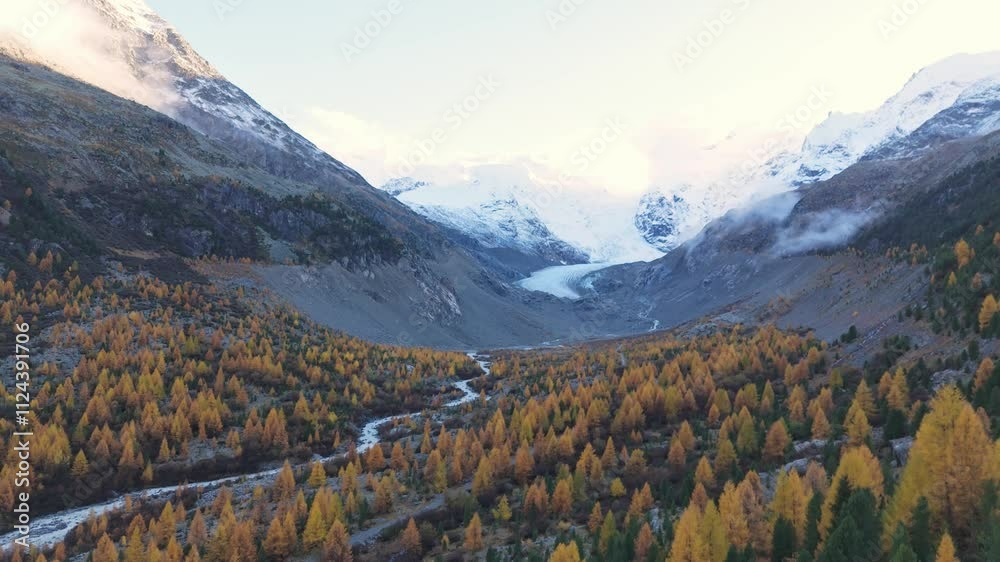 Golden larch trees blanket an alpine valley surrounded by rugged peaks leading to the Morteratsch Glacier in Switzerland. Winding river adds to picturesque and tranquil mountain scenery. Aerial shot Golden larch trees blanket an alpine valley surrounded by rugged peaks leading to the Morteratsch Glacier in Switzerland. Winding river adds to picturesque and tranquil mountain scenery. Aerial shot