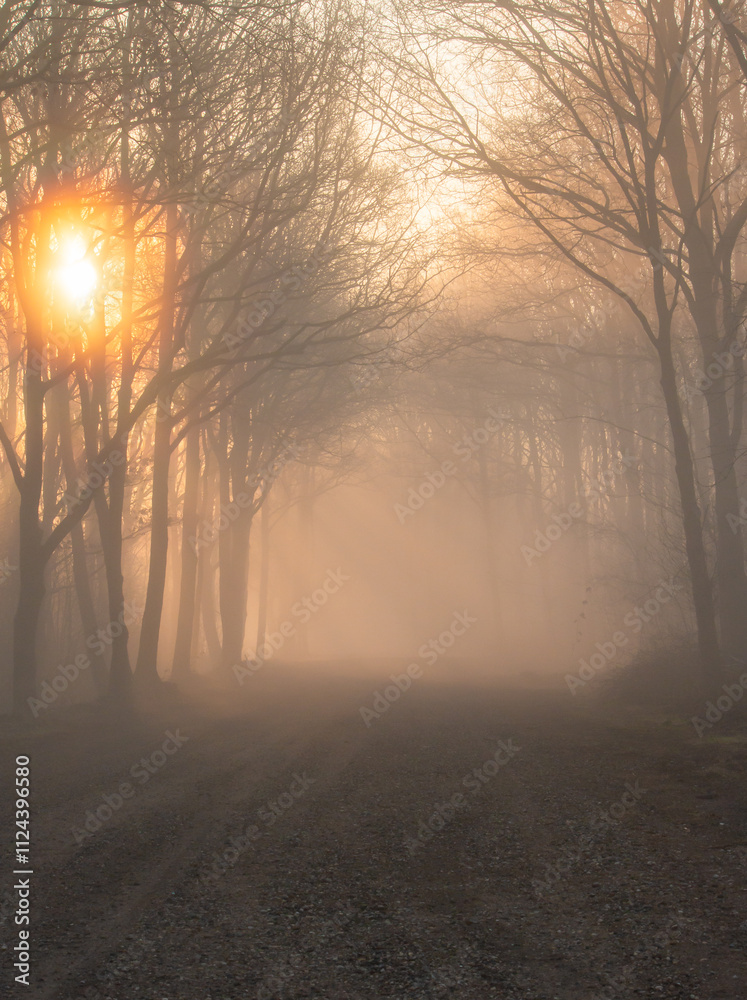 Fototapeta premium Dense fog between the trees, the sun rises and the colors become soft