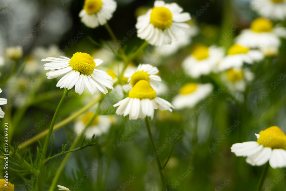 Chamomile flowers field in sun ligh. Chamomile flowers field in sun ligh.