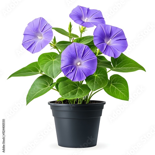 Purple Morning Glory in Bloom: A close-up of a vibrant purple morning glory plant in a pot, showcasing its delicate flowers and lush foliage. The image evokes a sense of tranquility and beauty. photo