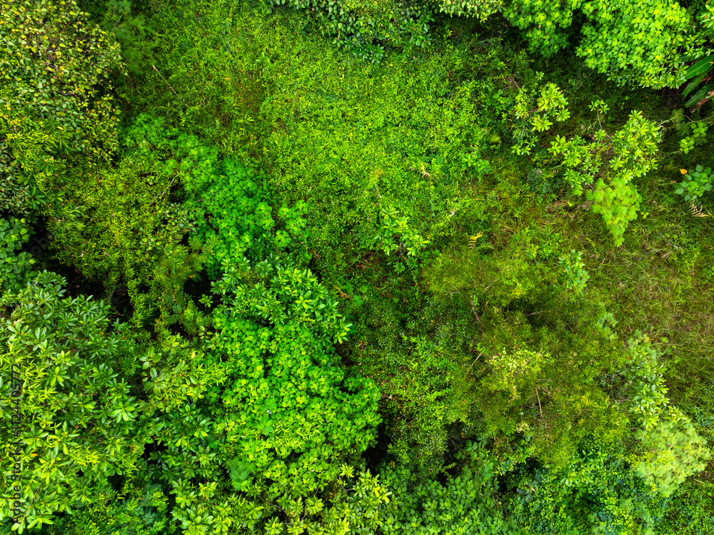 Aerial view Tropical Rainforest trees mountains,Top view green forest background Aerial view Tropical Rainforest trees mountains,Top view green forest background