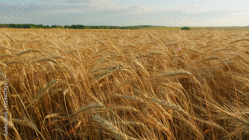 Farming Wheat On Farm. Big Harvest Of Wheat On Fertile Soil. Agricultural Field In Summer Day. Big Harvest Of Wheat In Summer Sunlight On Field Landscape. photo