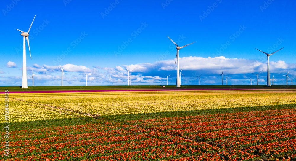 windmill park with spring tulip flowers and a blue sky, windmill park in the Netherlands aerial view with wind turbine and tulip flower field Flevoland Netherlands, drone view from above