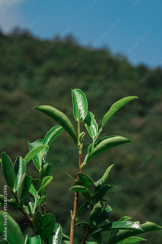 Fototapeta premium Lush and Vibrant Green Leaves Set Against a Beautifully Scenic Background Landscape