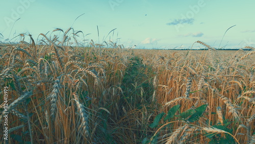 Beautiful Golden Ripe Wheat Ears In Summer. Capture Of Yellow Agriculture Field With Ripe Wheat Against Blue Sky With Clouds Over It. Ripe Wheat Field. photo