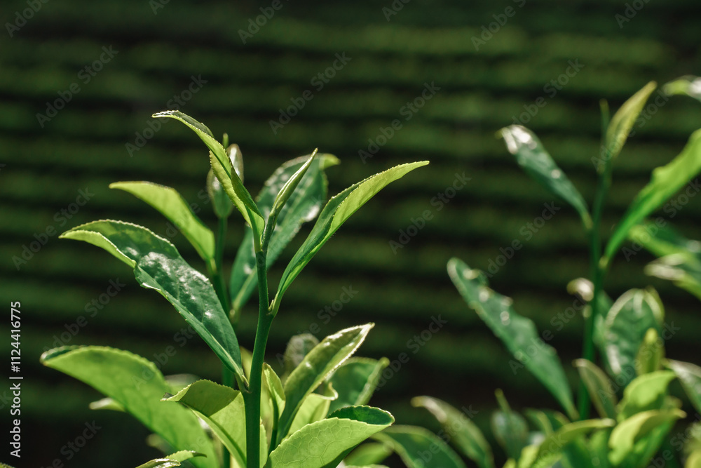 Fresh and Vibrant Green Tea Leaves Thriving in a Beautiful, Lush Plantation Environment Fresh and Vibrant Green Tea Leaves Thriving in a Beautiful, Lush Plantation Environment