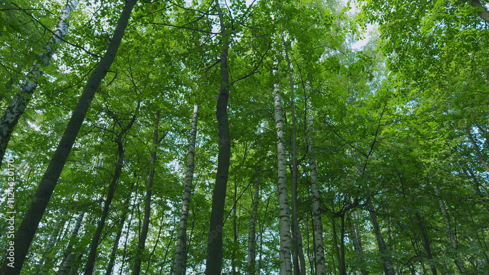 Fototapeta premium Crawl Through A Green Deciduous Forest. Trees With Sunlight Morning. Walking Through Forest. Wooded Environment Beauty With Bare Deciduous Trees. Steadicam Shot.