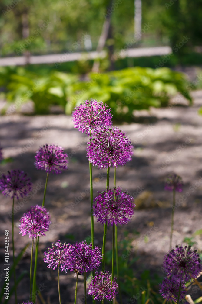 Fototapeta premium Allium giganteum, beautiful plant with purple flower head called ornamental omion. garden in bloom