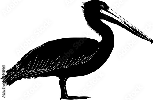A detailed silhouette illustration of a pelican standing gracefully, emphasizing its long beak and unique shape.