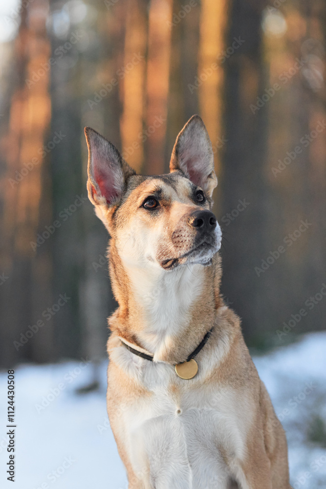 A dog stands in a snowy forest, gazing to the side. The dog's thick coat and alert posture highlight its strength and confidence in the winter landscape. A dog stands in a snowy forest, gazing to the side. The dog's thick coat and alert posture highlight its strength and confidence in the winter landscape.