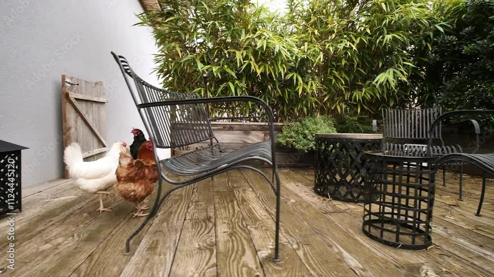Poules sur la terrasse_EXT_JOUR_NUAGEUX_PLAN MOYEN_TRAVELLING_DROIT