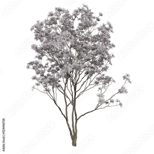 Free PNG 3d illustration of Magnolia stellata tree frontal isolated transparent background perfectly cutout high resolution