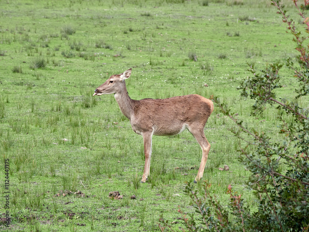Doñana National Park. Ecosystems that host a unique biodiversity in Europe. The marsh stands out above all. It is one of the most important protected areas in Andalusia Doñana National Park. Ecosystems that host a unique biodiversity in Europe. The marsh stands out above all. It is one of the most important protected areas in Andalusia