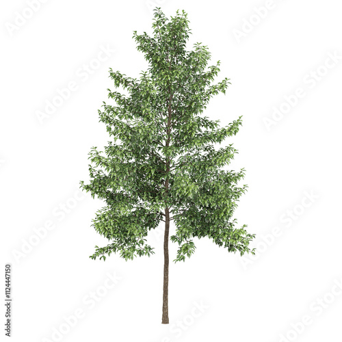 Fototapeta Naklejka Na Ścianę i Meble -  Free PNG 3d illustration of Nyssa sylvatica tree frontal isolated transparent background perfectly cutout high resolution