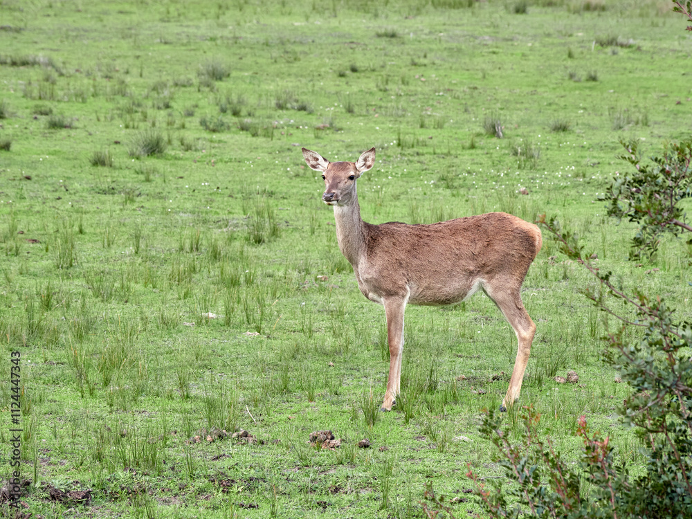 Doñana National Park. Ecosystems that host a unique biodiversity in Europe. The marsh stands out above all. It is one of the most important protected areas in Andalusia Doñana National Park. Ecosystems that host a unique biodiversity in Europe. The marsh stands out above all. It is one of the most important protected areas in Andalusia