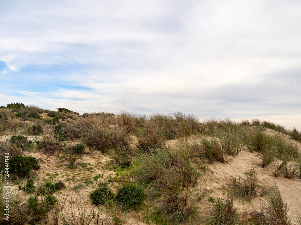 Doñana National Park. Ecosystems that host a unique biodiversity in Europe. The marsh stands out above all. It is one of the most important protected areas in Andalusia 