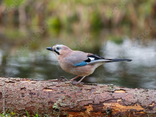 Eichelhäher (Garrulus glandarius) photo