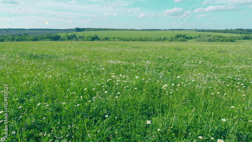 Chamomile And Clover Field. Flowers Are Swaying In Wind. Meadow With Blooming Chamomile And Clover At Sunset. Flora And Biology Concept. Advertising Background.
