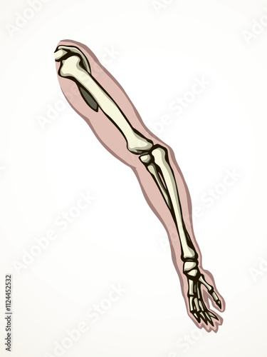 Vector drawing. Bones of the arm and shoulder