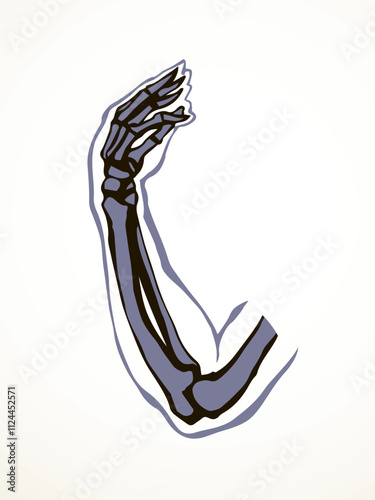 Vector drawing. Bones of the arm and shoulder