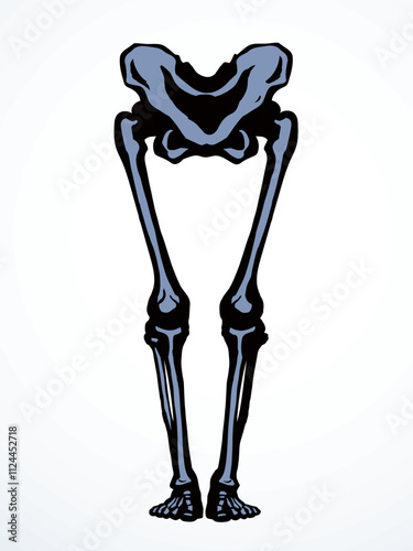 Vector drawing. Bones of the leg