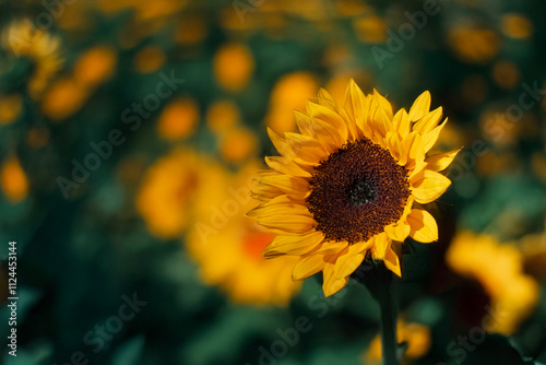 A striking image focused on a single sunflower, with blurred sunflowers in the background