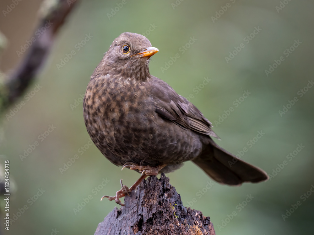 Amsel (Turdus merula) Amsel (Turdus merula)