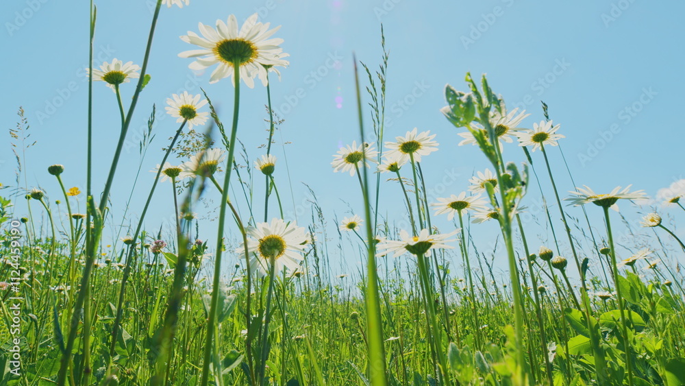 Obraz premium Flowers Blossoming. Chamomiles, Clovers Flowers And Green Grass On A Summer Meadow. Chamomile Flowers Blows In Wind On Background Of Green Summer Meadow.