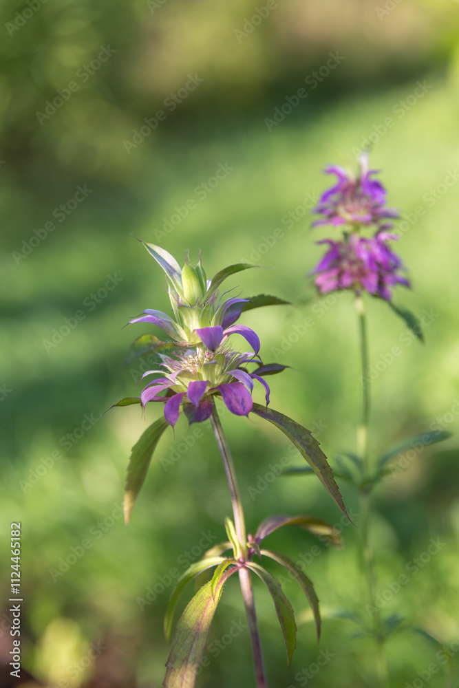 Lemon Beebalm, also known as Horsemint, lemon mint, purple horsemint, lat. Monarda citriodora.
