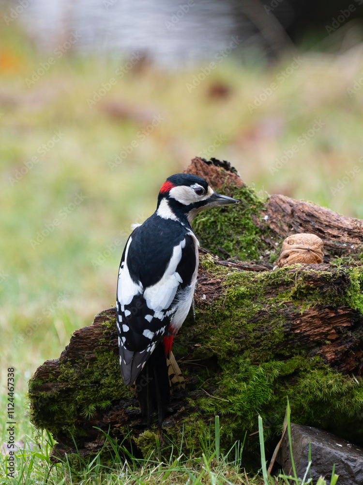 Fototapeta premium Buntspecht&nbsp;(Dendrocopos major) Männchen
