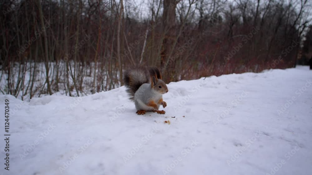 Squirrel with fluffy ears and a sleek coat perches on the edge of a brightly painted bird feeder
