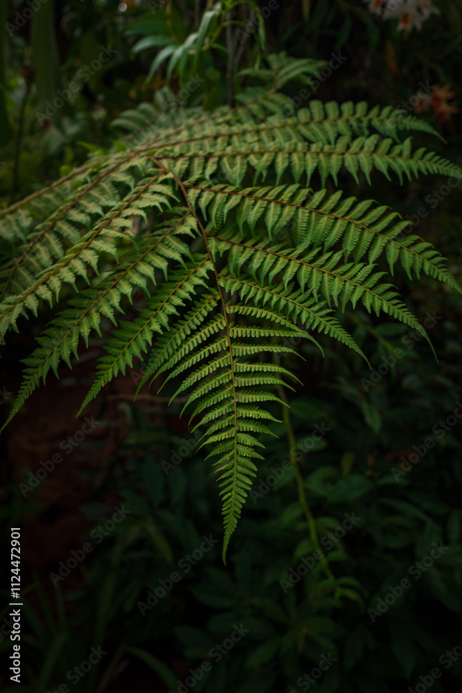 Close-up views of lush tropical ferns in the Kuala Lumpur Botanical Garden, showcasing their intricate leaves and vibrant greenery, surrounded by the serene natural beauty of the park. Close-up views of lush tropical ferns in the Kuala Lumpur Botanical Garden, showcasing their intricate leaves and vibrant greenery, surrounded by the serene natural beauty of the park.