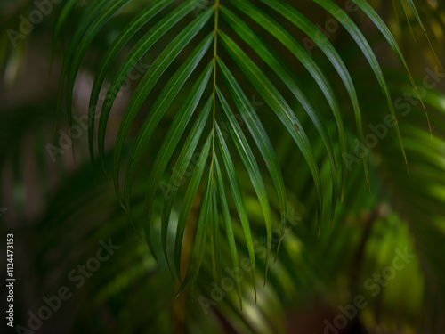 Photography walk in Perdana Botanical Garden, Lush greenery and exotic plants in the Kuala Lumpur Botanical Garden, offering serene escape into nature with vibrant flowers, towering trees, and tranquil paths