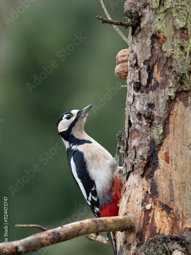 Buntspecht (Dendrocopos major) Männchen