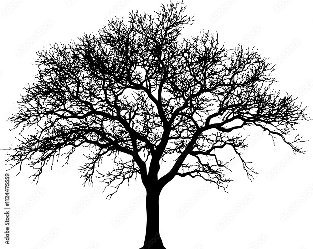 Obraz premium A detailed silhouette of a leafless tree showcasing intricate branches against a white background, ideal for nature-themed designs.