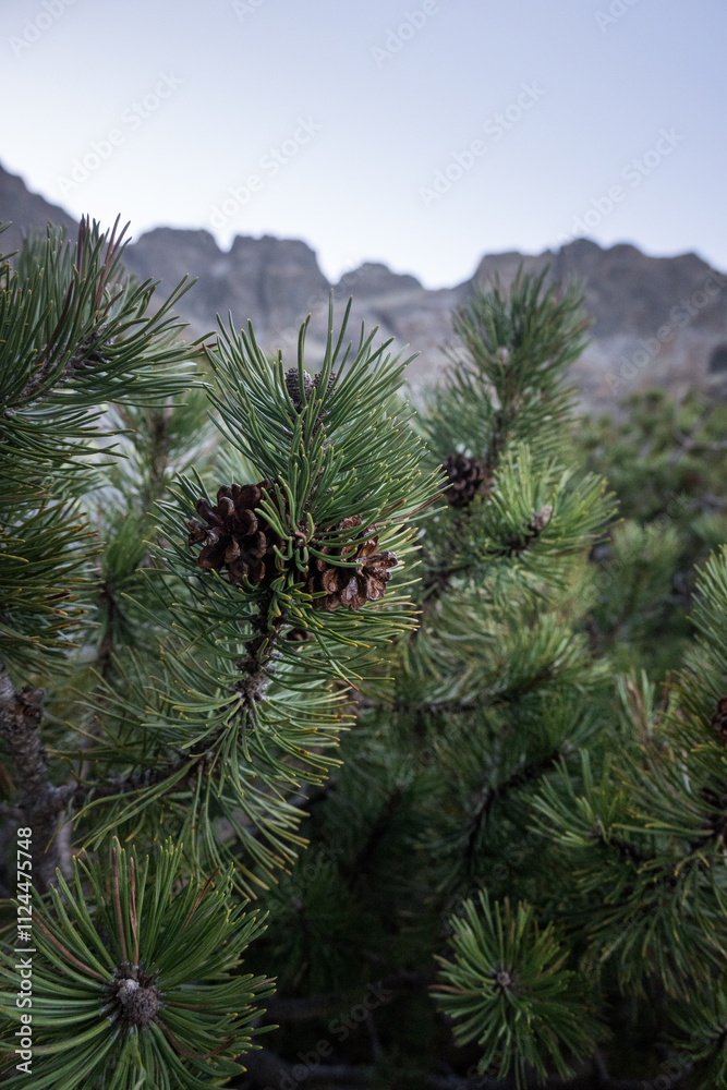 Mountain pine, High Tatras, high altitude plants.
Mountain pine, High Tatras, high altitude plants.