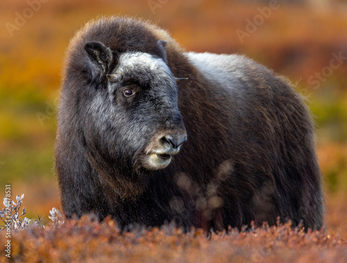 Wallpaper Mural Musk oxen on Dovrefjell Norway Torontodigital.ca
