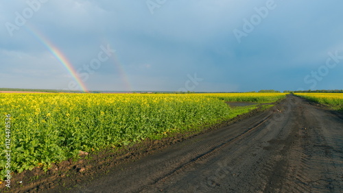 Farmland With Rainbow. Yellow Field With Blooming Canola Flowers. Beautiful Flowering Field With Yellow Rapeseed Flowers. Blooming Rapeseed Field In Springtime.