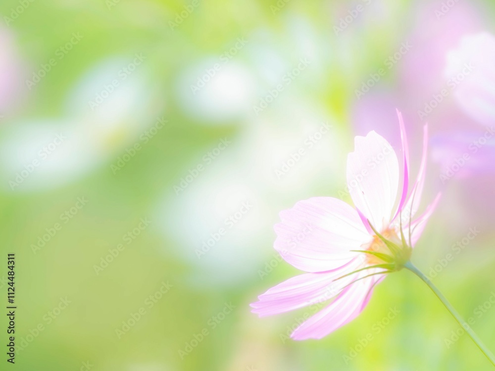 Obraz premium 秋の公園や花壇を彩るコスモスのある風景。背景。自然風景素材。