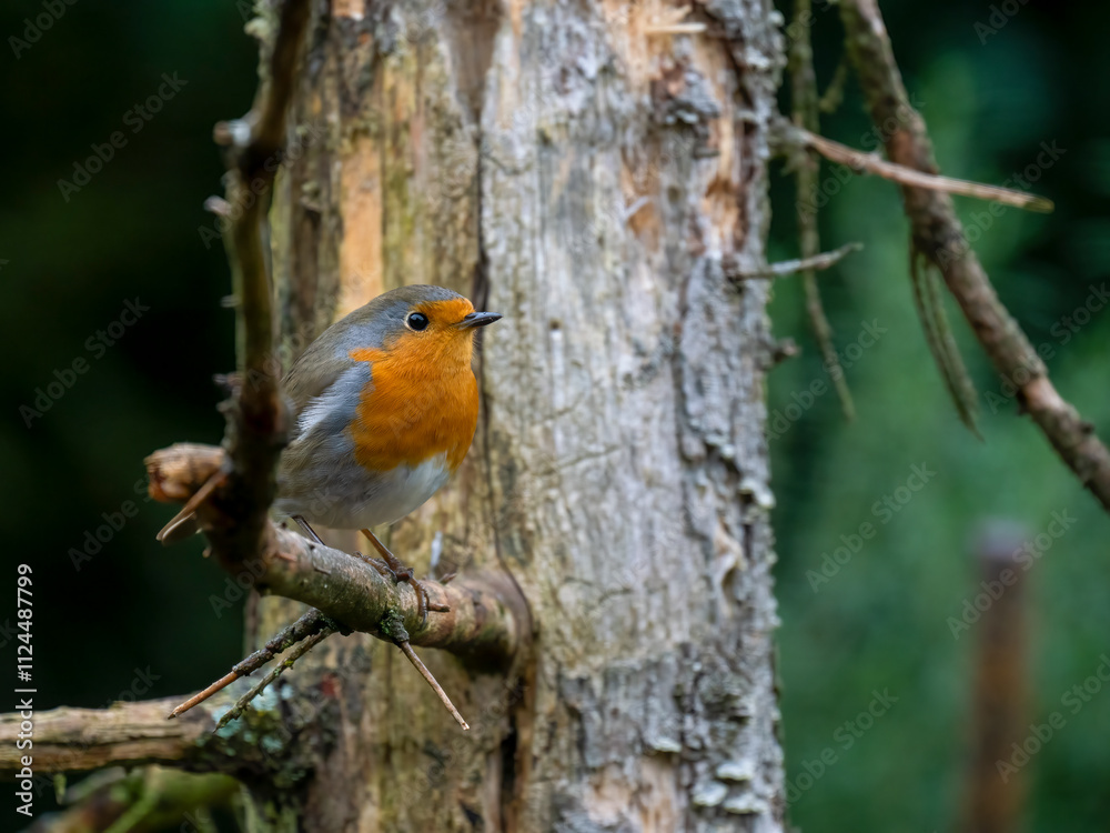 Rotkehlchen (Erithacus rubecula) Rotkehlchen (Erithacus rubecula)