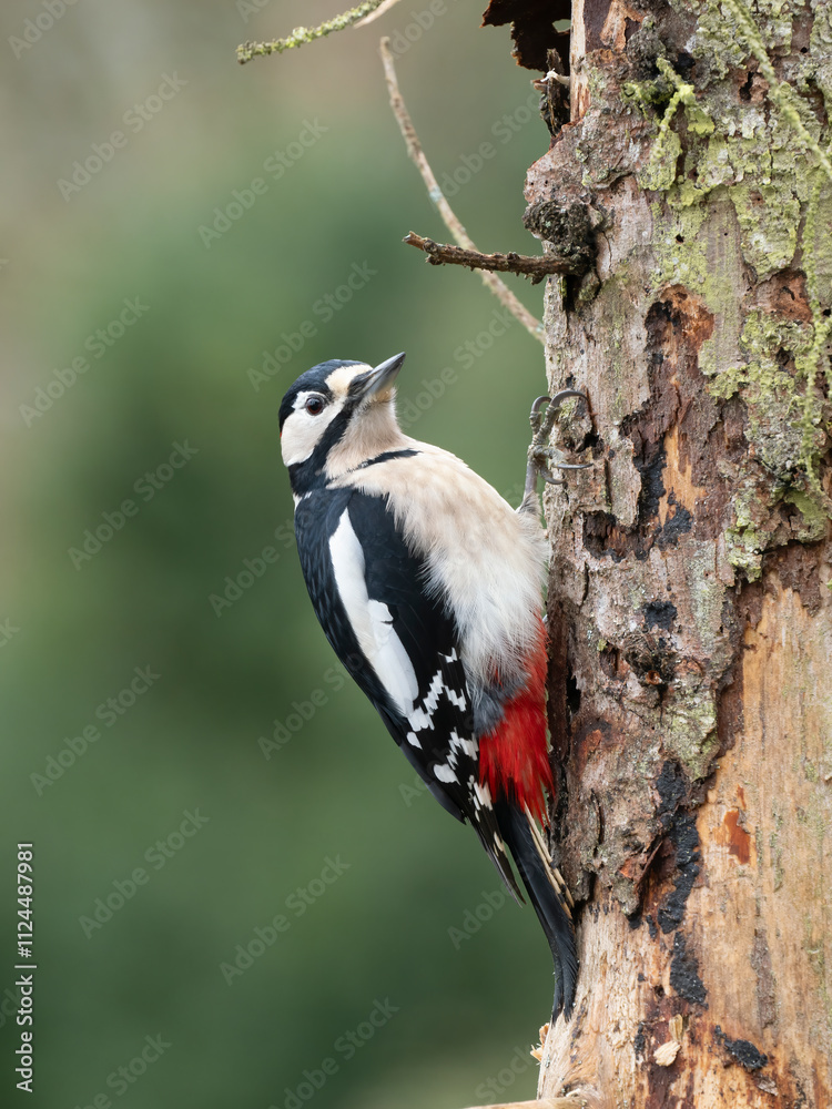 Buntspecht (Dendrocopos major) Männchen Buntspecht (Dendrocopos major) Männchen