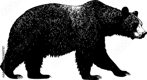 A detailed vector illustration of a bear, showcasing its strong physique and natural features in a stylized design.