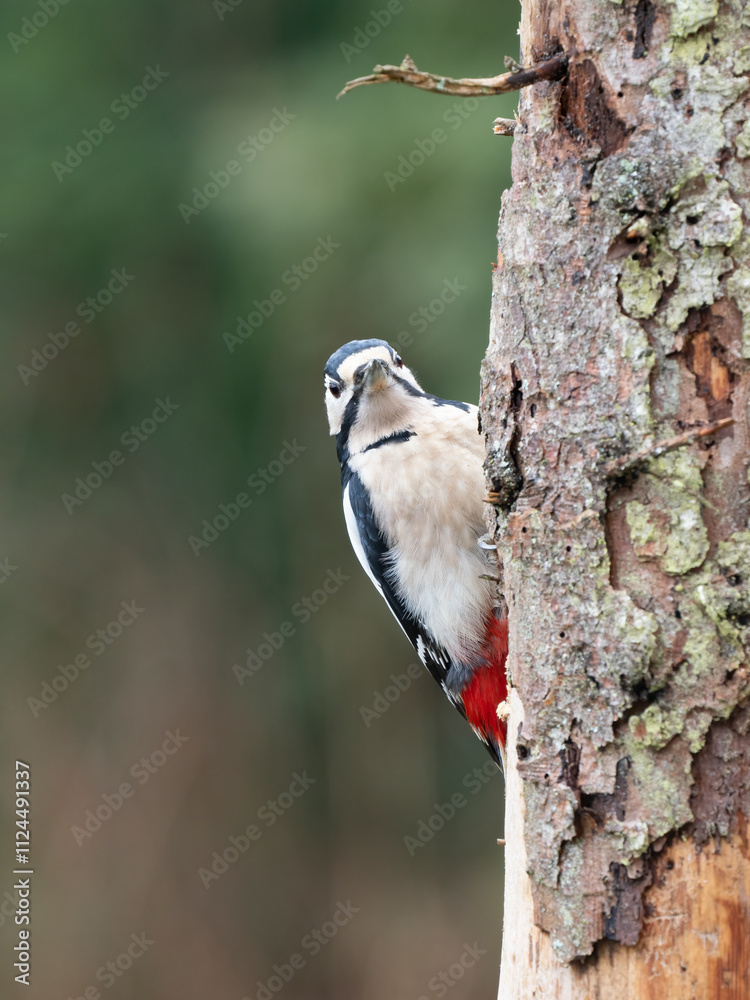 Buntspecht (Dendrocopos major) Männchen Buntspecht (Dendrocopos major) Männchen