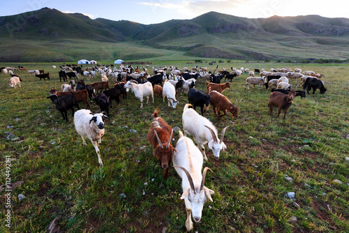 Mongolian nomadic herders camp with their cashmere goats and sheep on the steppe in Arkhangai province, Mongolia. Panoramic view of the pastures. Goats are a source of meat, milk and wool. photo