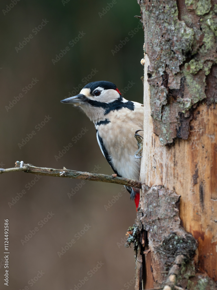 Fototapeta premium Buntspecht&nbsp;(Dendrocopos major) Männchen