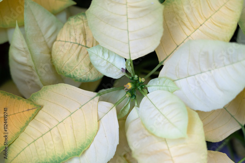 Colorful beautiful poinsettia plant, macro shot photo. photo