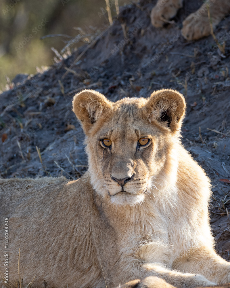 African Lion in Zimbabwe Hwange National Park African Lion in Zimbabwe Hwange National Park